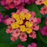 Lantana Bloomify Rose