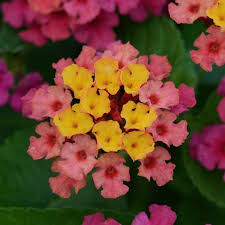 Lantana Bloomify Rose