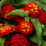 Lantana Hot Blooded Red