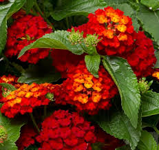 Lantana Hot Blooded Red