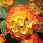 Lantana Landmark Citrus