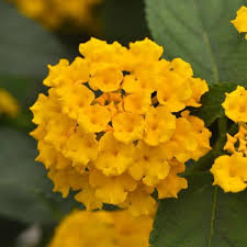 Lantana Landmark Gold