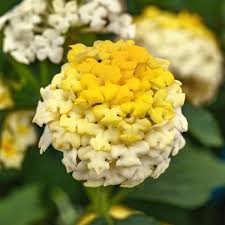 Lantana Landmark Lemon Glow