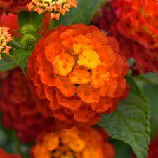 Lantana Landmark Red
