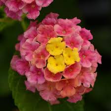 Lantana Landmark Sunrise Rose