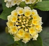 Lantana Landmark White