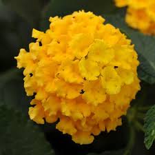 Lantana Landmark Yellow