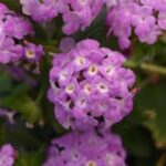 Lantana Purple Falls