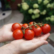 Large Red Cherry