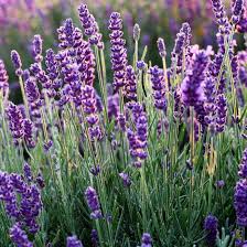 Lavandula Phenonenal