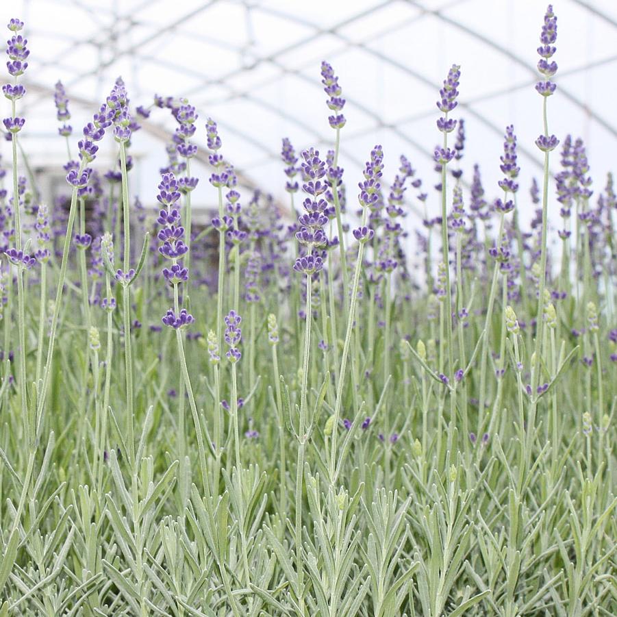 Lavandula
