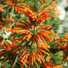 Lenonotis leonurus Dwarf Orange