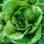 Lettuce Butterhead Buttercrunch (4 Pack)