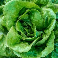 Lettuce Butterhead Buttercrunch