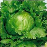 Lettuce Crisp Head Great Lakes (4 Pack)