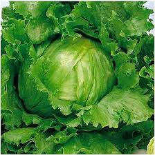 Lettuce Crisp Head Great Lakes