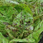Lettuce Leaf Freckles (4 Pack)