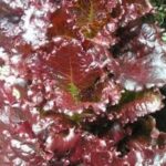 Lettuce Leaf Merlot (4 Pack)