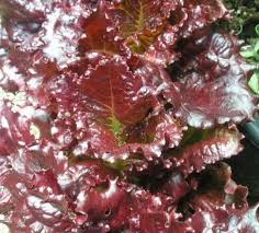Lettuce Leaf Merlot