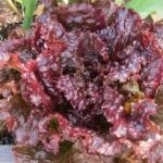 Lettuce Leaf Red Sail (4 Pack)