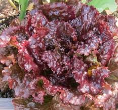 Lettuce Leaf Red Sail