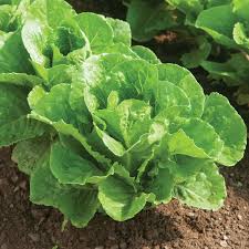 Lettuce Romaine Paris Island