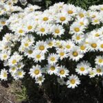 Leucanthemum Daisy May