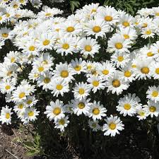 Leucanthemum Daisy May