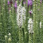 Liatris spicata Alba