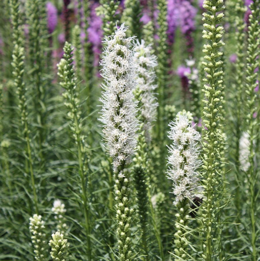 Liatris Alba