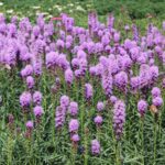 Liatris spicata Kobold