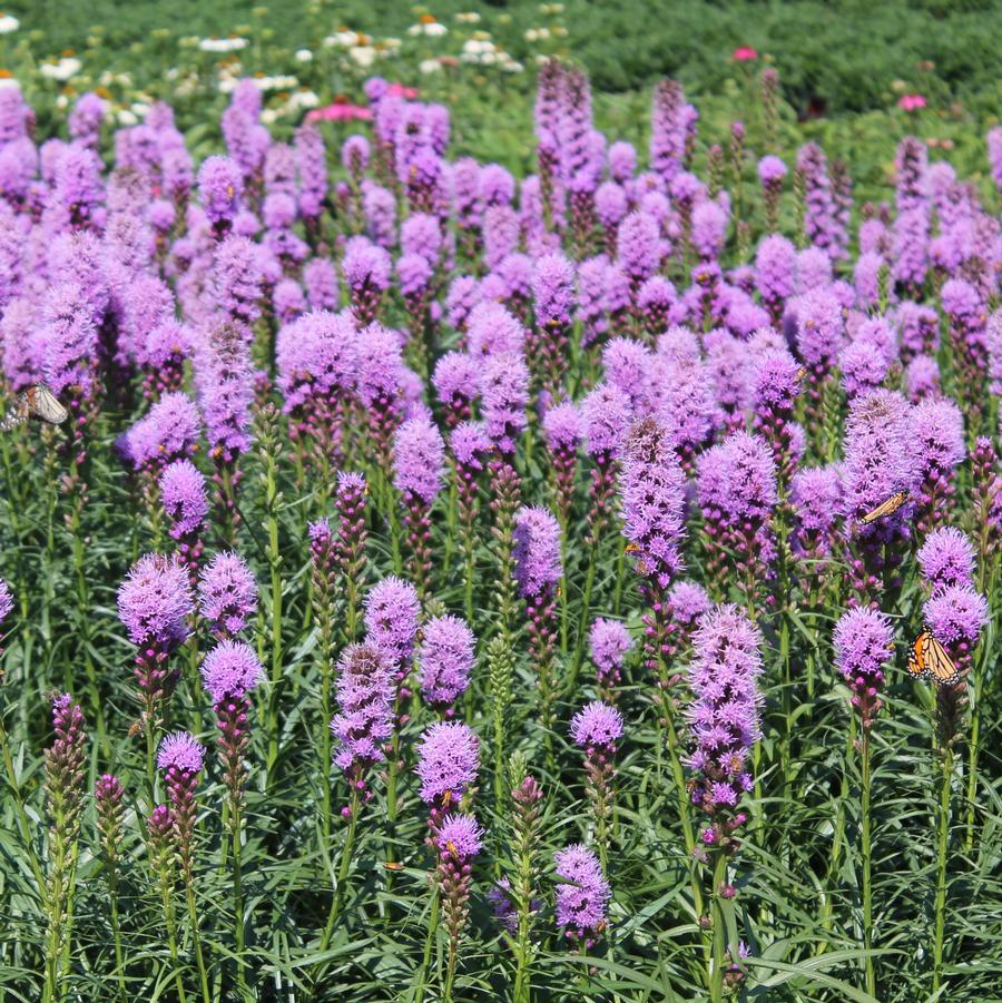 Liatris spicata Kobold