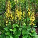 Ligularia stenocephala Little Rocket