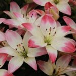 Lilium, Asiatic Sugar Love