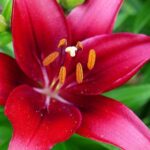 Lilium, Asiatic Tiny Ghost