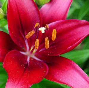 Lilium, Asiatic Tiny Ghost