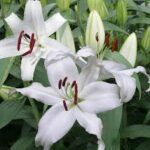 Lilium, Asiatic Aspiring