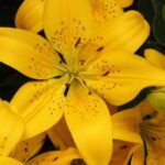 Lilium, Asiatic Gold Matrix