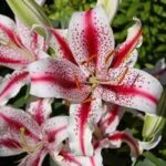 Lilium, Oriental Dizzy