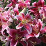 Lilium, Oriental Stargazer