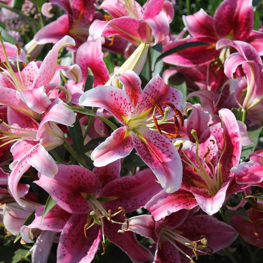 Lilium, Oriental Stargazer