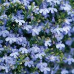 Lobelia Laguna Sky Blue