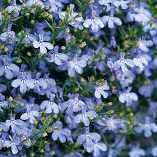 Lobelia Laguna Sky Blue