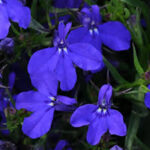 Lobelia Madadi Basket Dark Blue