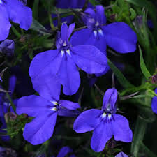 Lobelia Madadi Basket Dark Blue