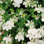 Lobelia Magadi Basket White