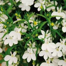 Lobelia Madadi Basket White