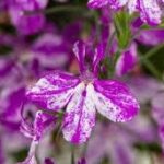 Lobelia Rift Purple