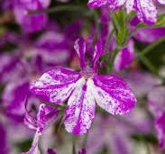 Lobelia Rift Purple