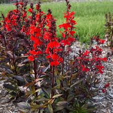 Lobelia SP card Black Truffle